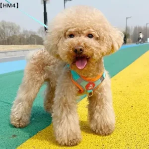 〔HM4〕Harness Set Adjustable Dog Collar Dog Small And Medium Dog Puppy Vest Bichon French Bulldog Harness Dog Harness Leash Bangladesh (New)